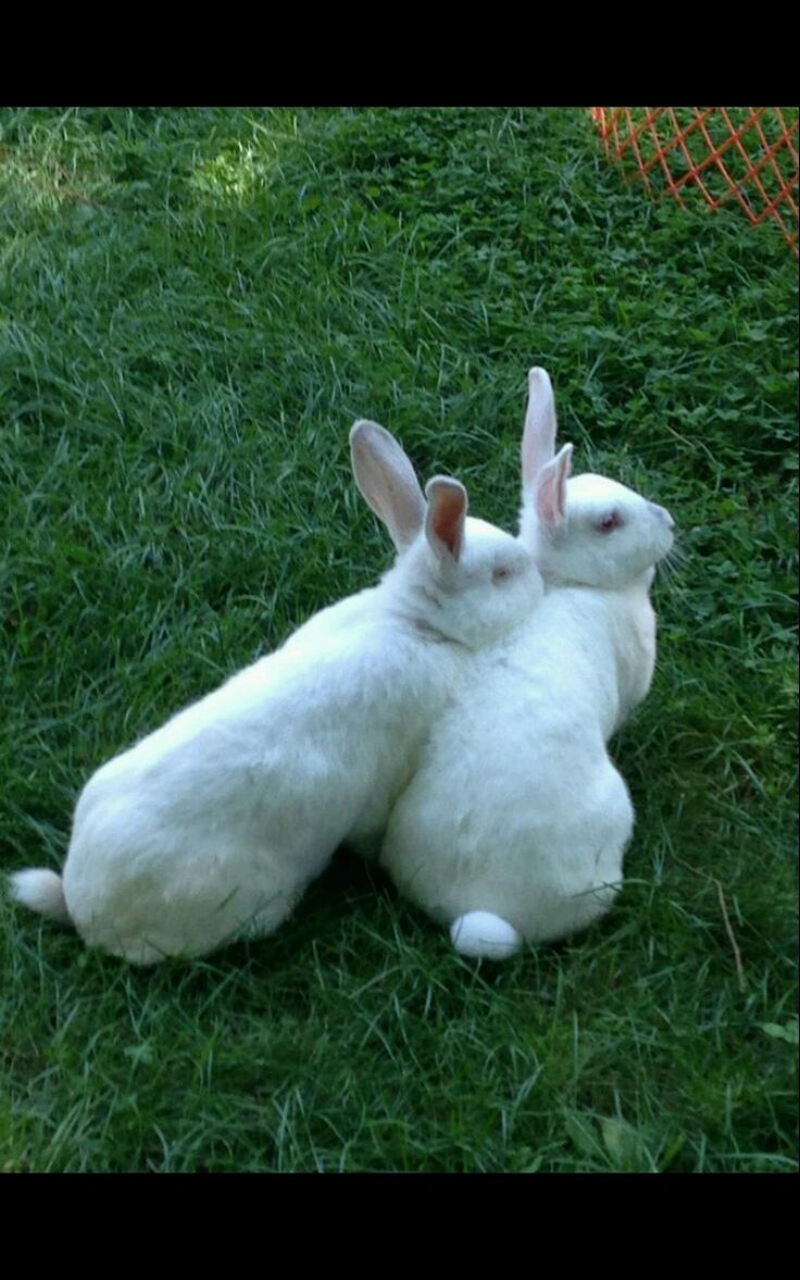 two white rabbits sitting in the grass with their heads touching each other's ears