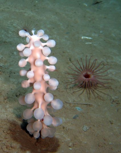 a pink sea anemone on the ocean floor next to a small starfish