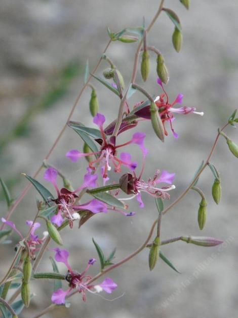 purple flowers with green leaves and buds on a branch in front of a stone wall