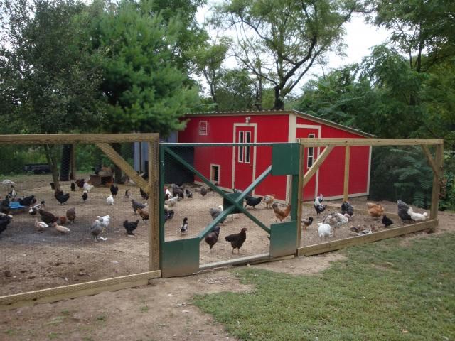 a bunch of chickens are walking around in the yard