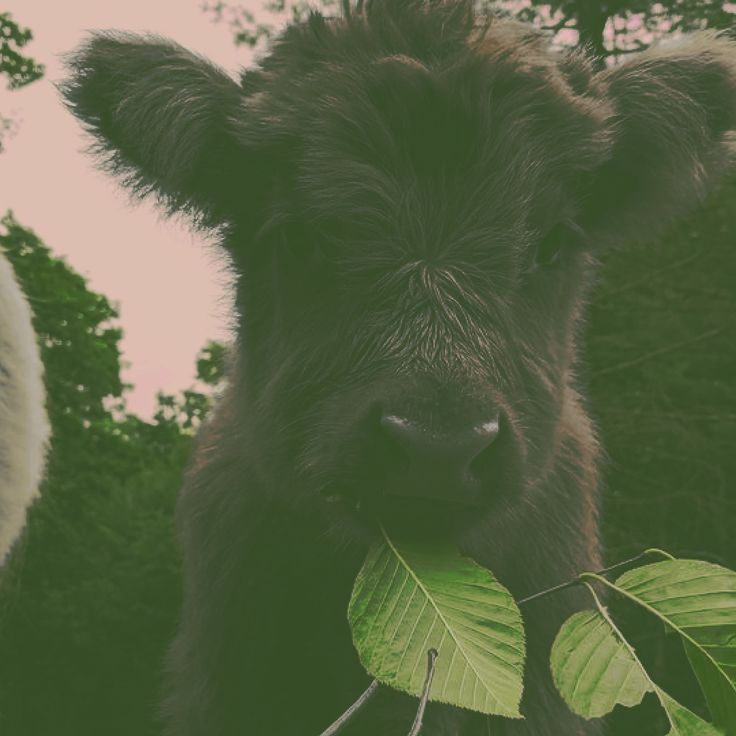 a close up of a cow with a leaf in it's mouth looking at the camera