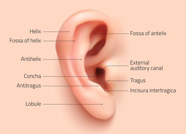 the anatomy of an ear with labels on it