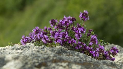 small purple flowers growing out of the rocks