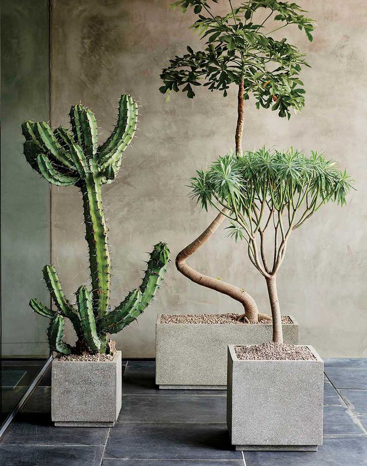 three different types of plants in cement containers