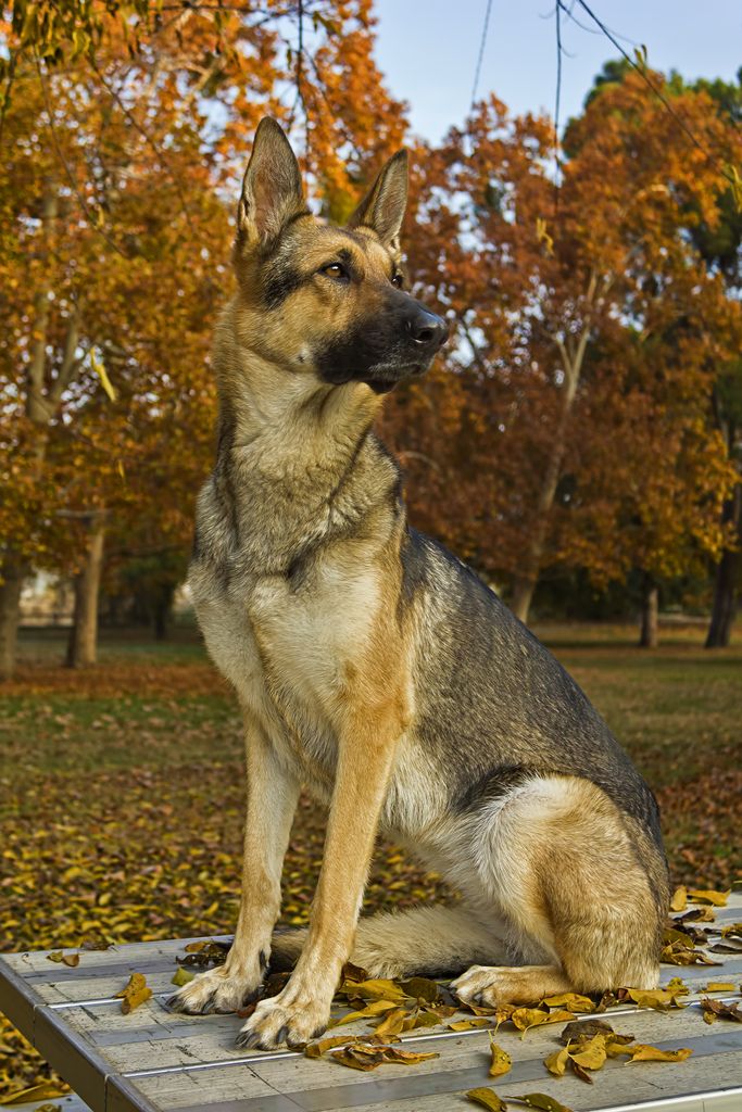 a german shepherd sitting on top of a wooden bench in the fall leaves with trees behind him