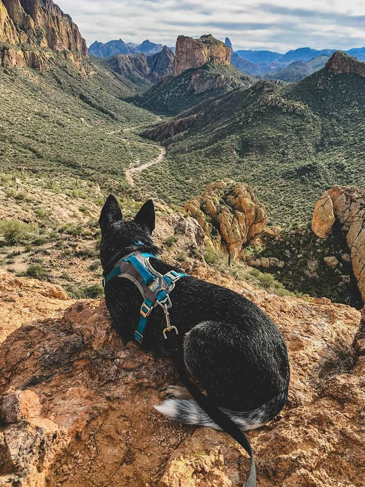 a black dog sitting on top of a rocky mountain next to a lush green valley