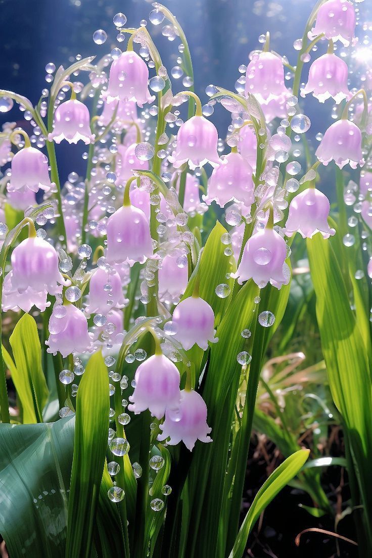 some pink flowers with water droplets on them