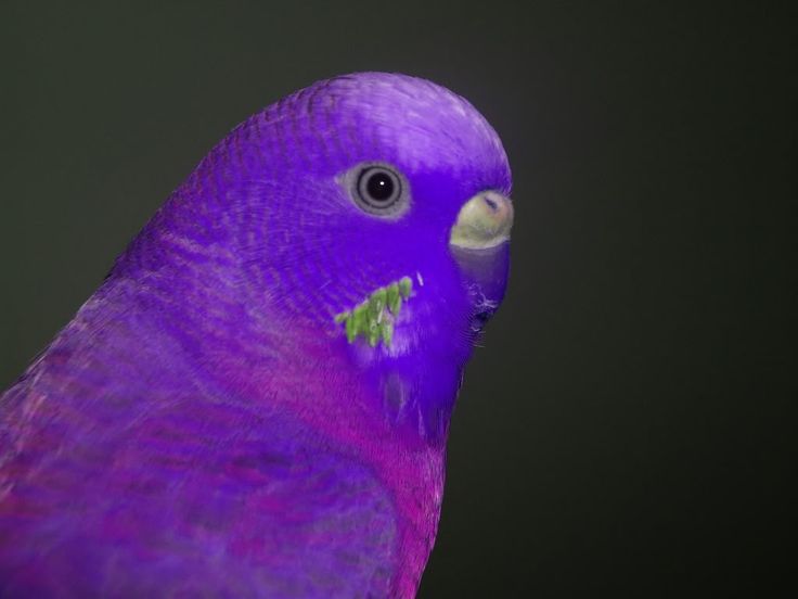 a close up of a purple bird on a black background