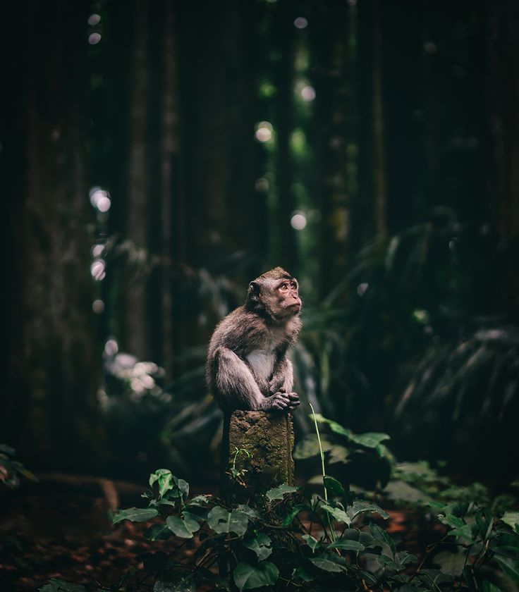 a monkey sitting on top of a tree stump in the middle of a forest filled with trees