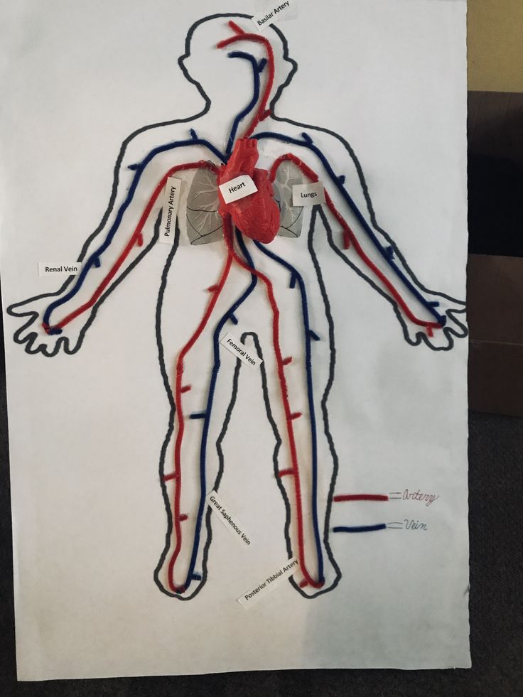 a drawing of the human body with labels on it and blood vessels labeled in red, white and blue