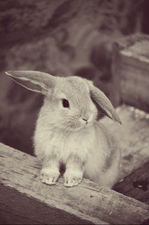 a small rabbit sitting on top of a wooden bench in black and white with its ears up