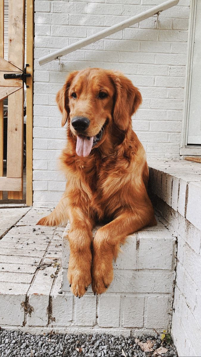 a large brown dog laying on top of a white brick wall next to a door