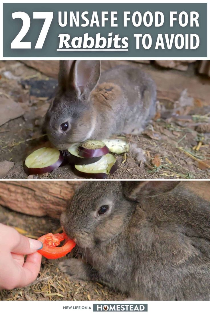 two rabbits eating carrots with the words 27 unsafe food for rabbits to avoid