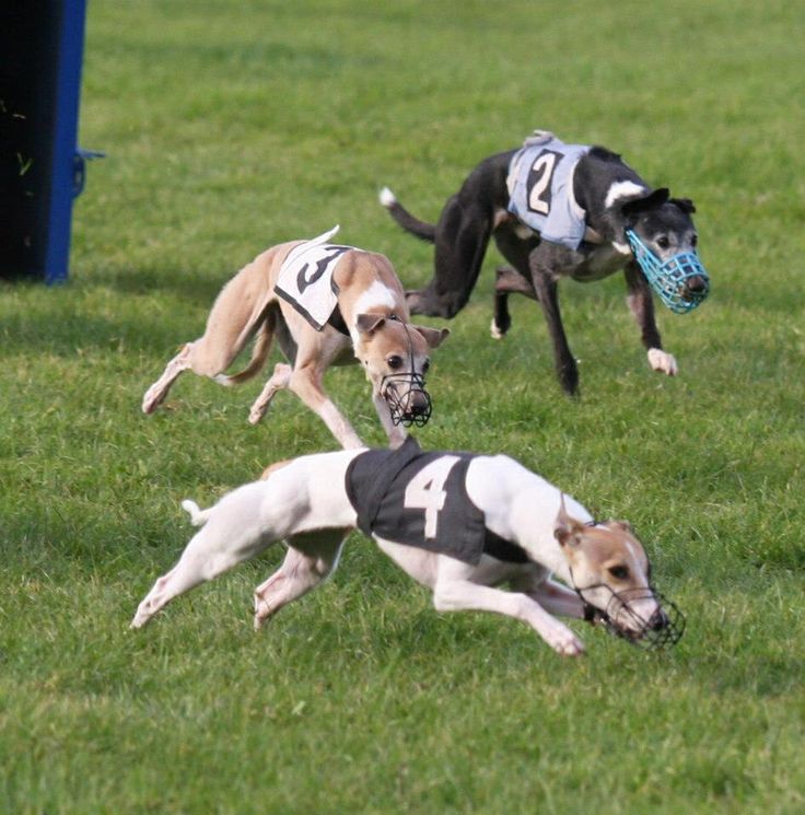 three greyhound dogs racing each other on the grass