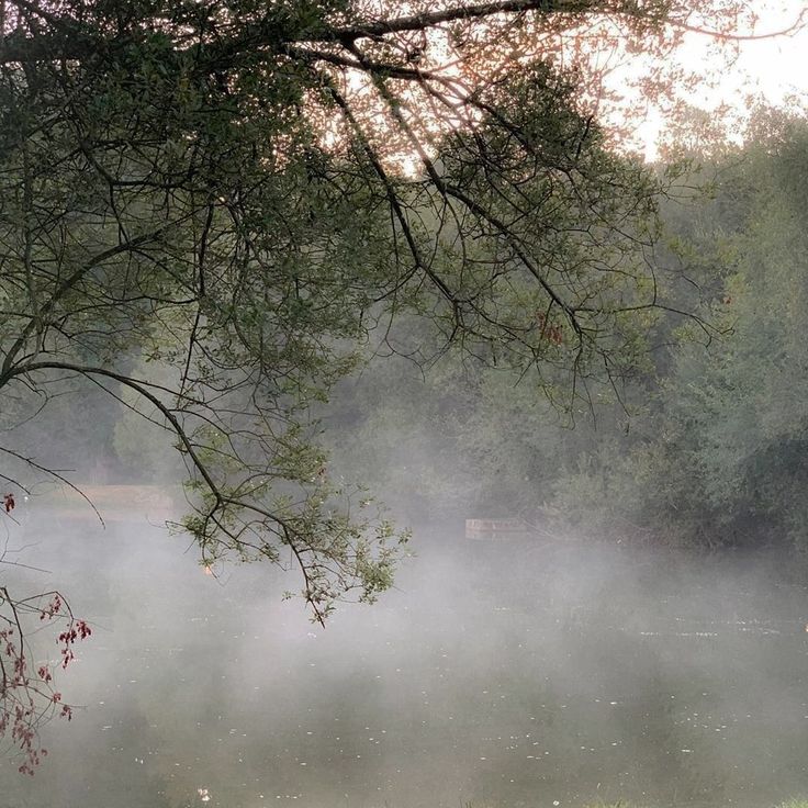 the fog is covering the water and trees in the foreground, while the sun shines through the branches