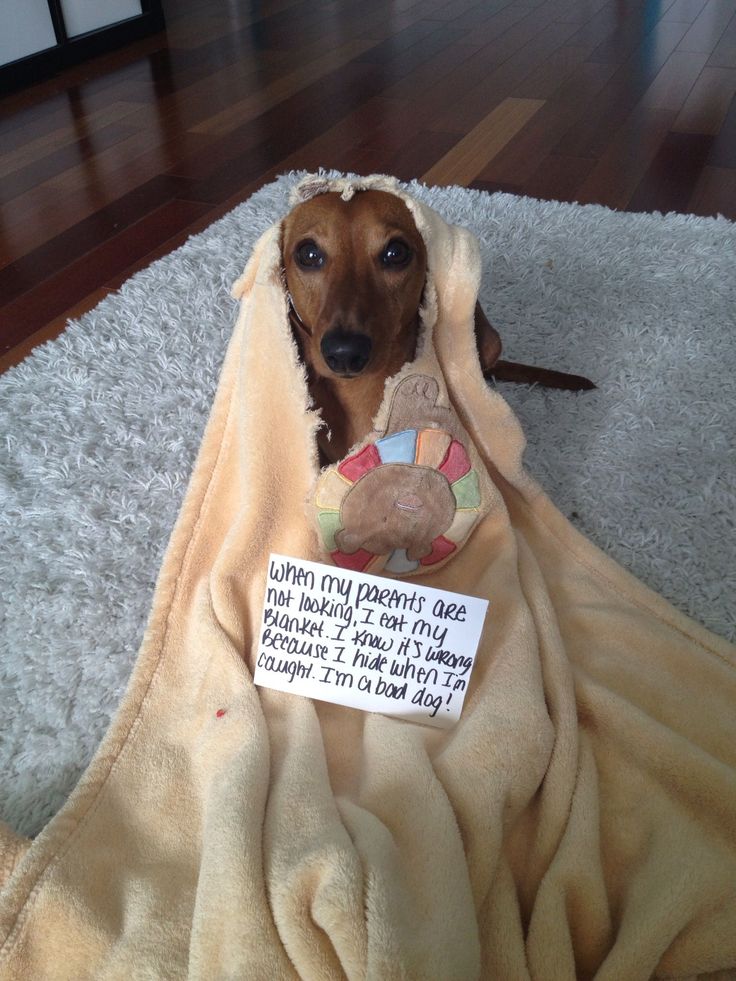 a dog wrapped in a blanket with a teddy bear on it's lap and a sign that says, what do my parents say?