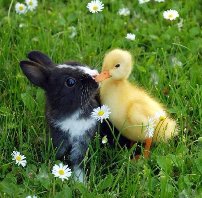 a black and white bunny kissing a yellow duckling in the grass with daisies