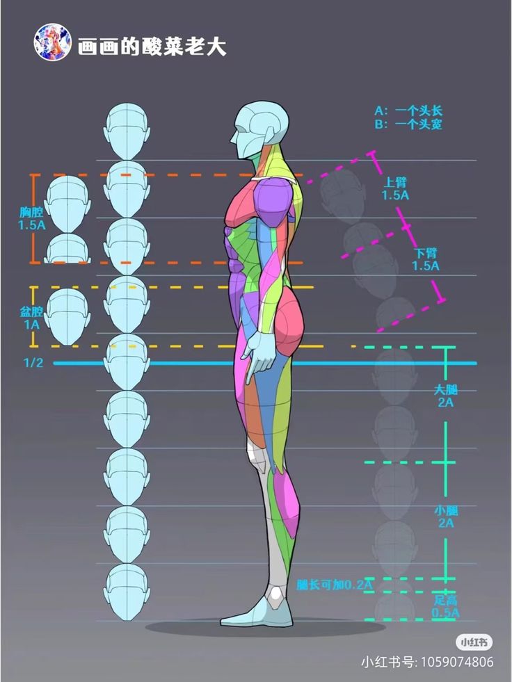 an image of a man's body in different colors and sizes, with the text on