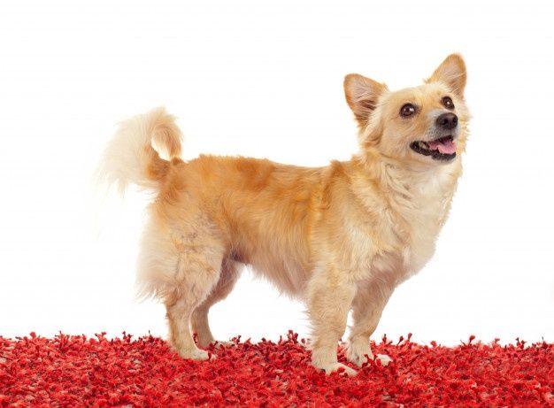 a small dog standing on top of a pile of red carpeted material with his mouth open