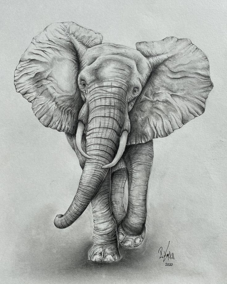 an elephant with tusks is shown in this pencil drawing by artist mark stewart