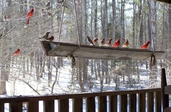 a bunch of birds that are sitting on a feeder in the snow by some trees