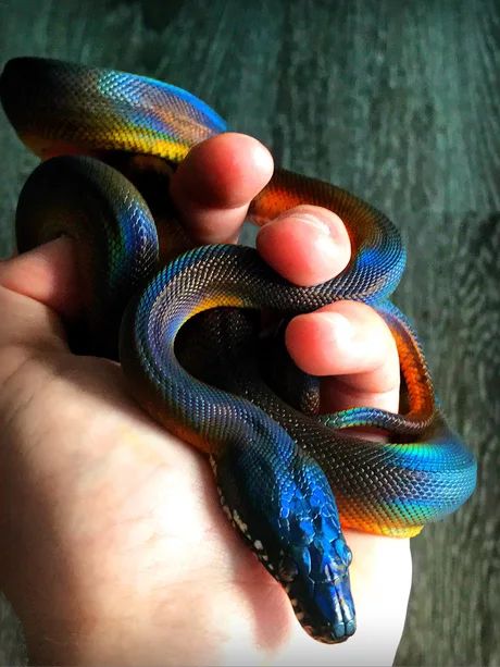 a hand holding a blue and orange snake in it's right hand with the other hand