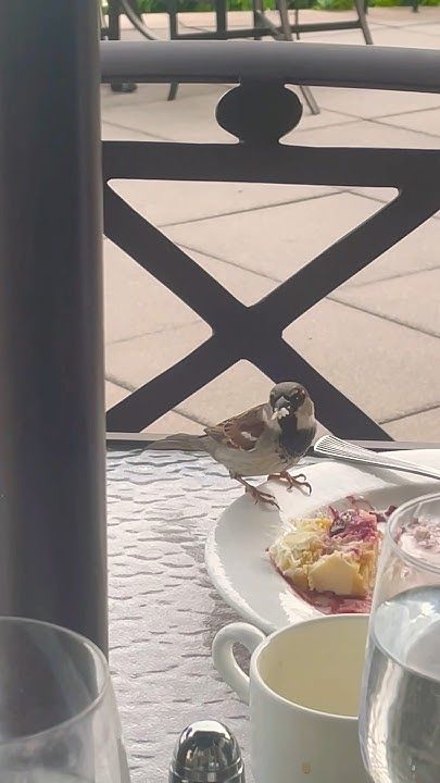 a small bird sitting on top of a white plate next to cups and saucers