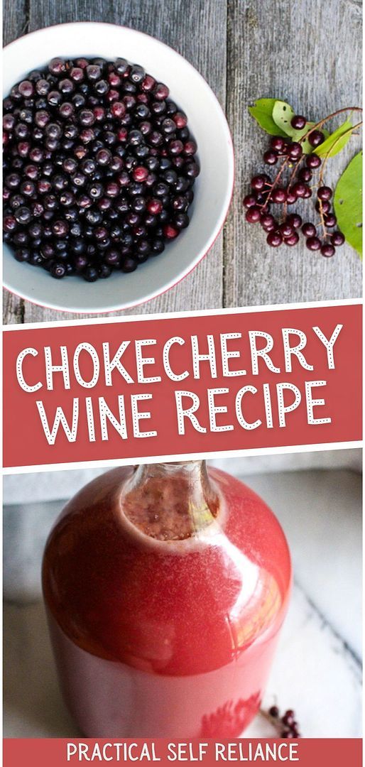 Try this chokecherry wine recipe for a delicious, full-bodied wine made from wild foraged berries. Delightfully tart, it can be sweetened to taste or left dry. Use honey to create chokecherry mead. Enjoy this homemade treat year-round. Find more chokecherry recipes, alcoholic drinks recipes, homemade drinks, and Wine Making for Beginners at Home at practicalselfreliance.com. Chokecherry Wine, Chokecherry Recipes, Alcoholic Drinks Recipes, Making Wine From Grapes, Wine Making Recipes, Homemade Wine Recipes, Mead Wine, Wine Ingredients, How To Make Mead