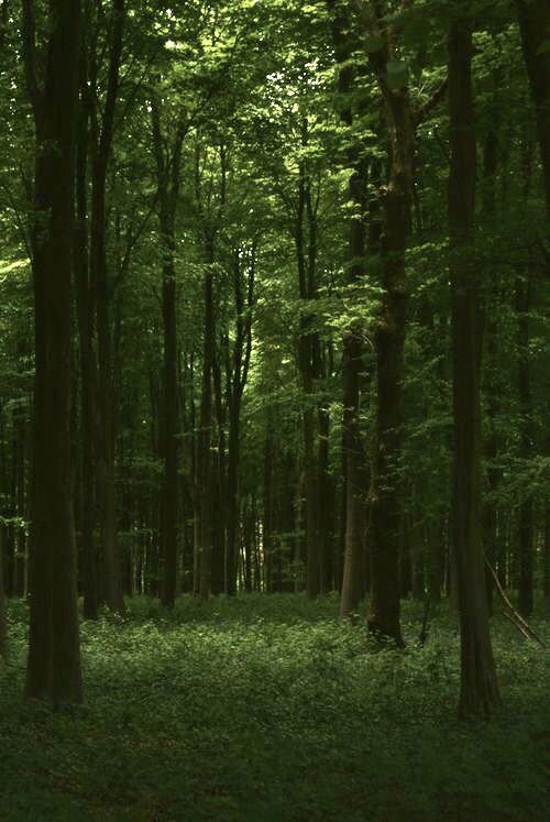 the forest is full of tall trees and green grass