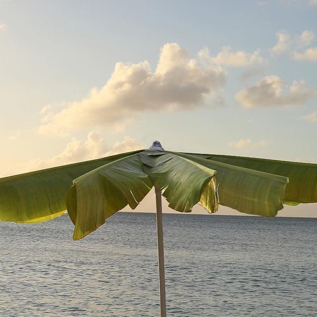 a large banana leaf sitting on top of a wooden table next to the ocean at sunset