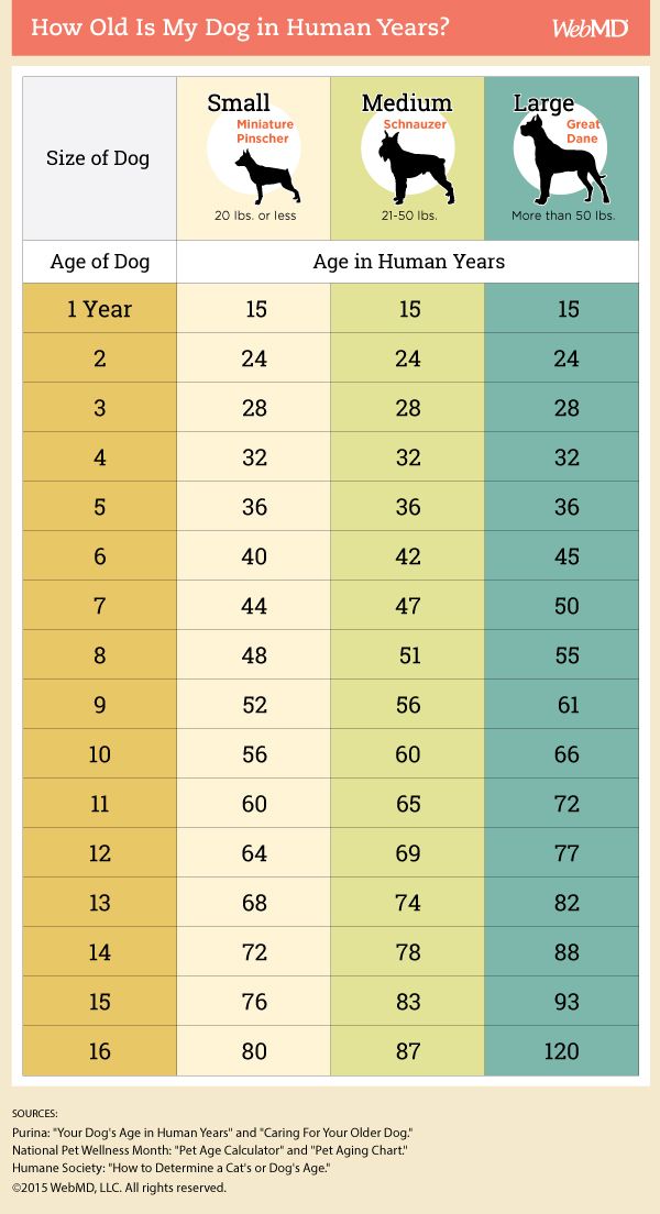 a screen shot of a web page showing the number and type of dogs available for sale