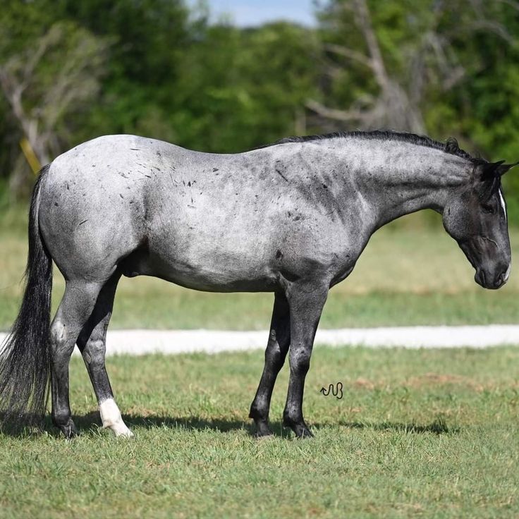 a gray horse standing on top of a lush green field