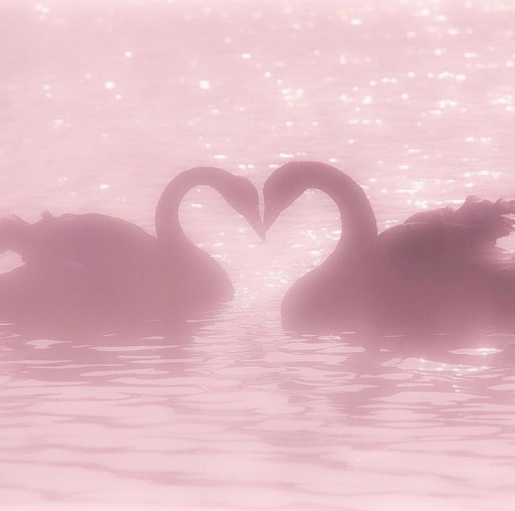 two swans in the water making a heart shape