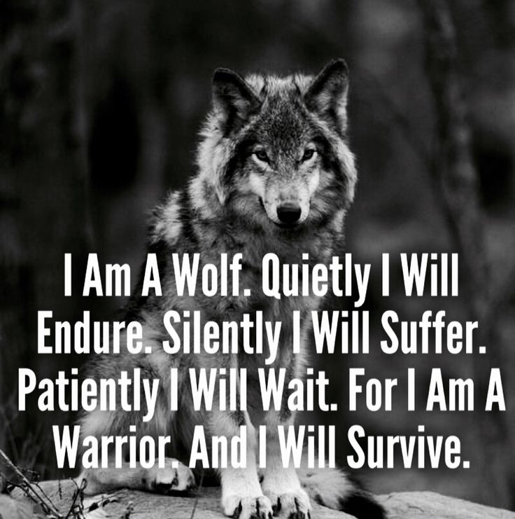 Wolf Mentality, Wolf Pack Quotes, Inspirational Animal Quotes, Words Of Courage, Wolf Therian, Lone Wolf Quotes, Native American Quotes, Wolf Quotes, Wolf Spirit Animal