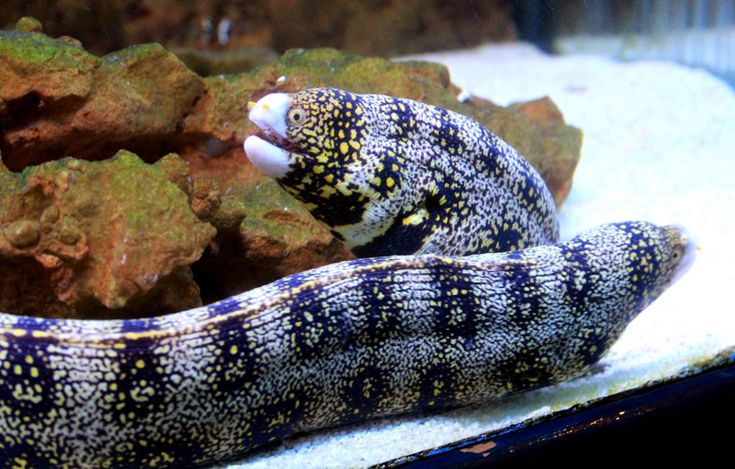 a close up of a fish in an aquarium