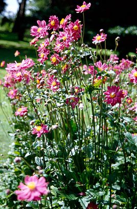 pink and yellow flowers growing in the grass