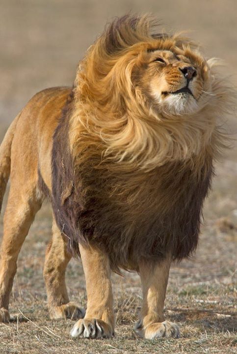 a lion standing on top of a dry grass covered field with it's mane blowing in the wind