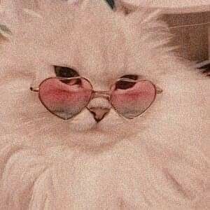 a white cat with heart shaped sunglasses on it's face