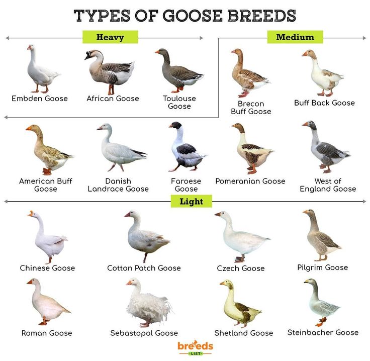 different types of goose breeds are shown in this chart