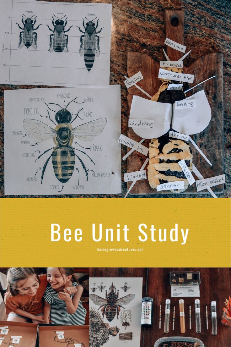 the bee unit study is shown with pictures of bees and other insect species on it