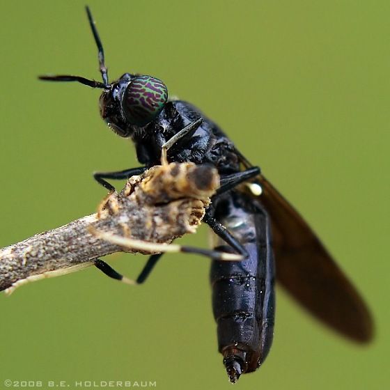 two black flies sitting on top of a piece of wood