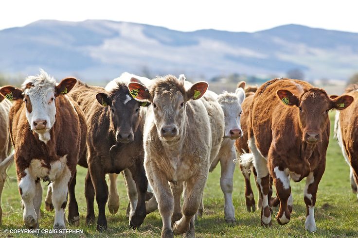 a herd of cattle walking across a lush green field