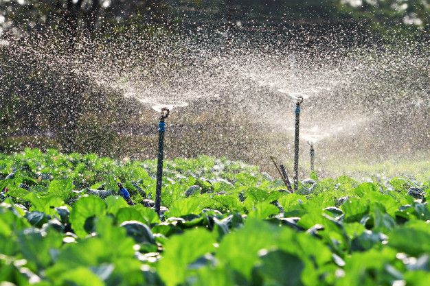 sprinkles are spraying water on the crops in this farm field with green plants