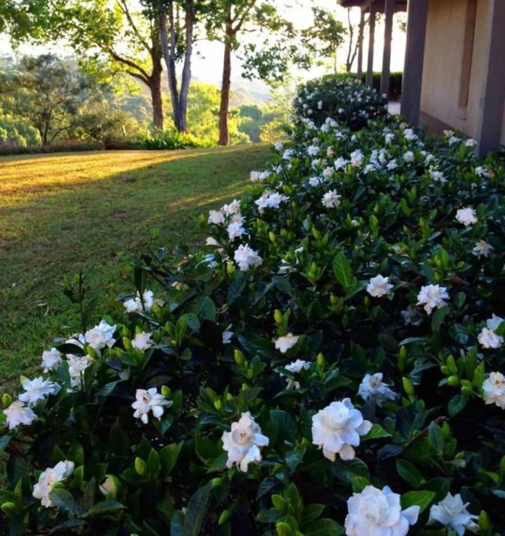 white flowers line the side of a house with trees in the back ground and grass on either side