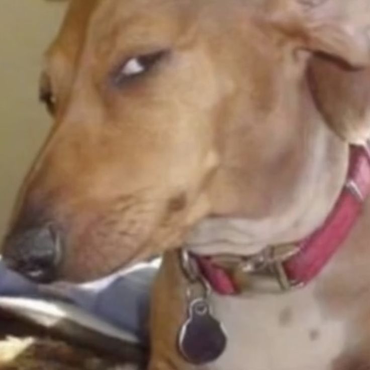 a close up of a dog wearing a collar