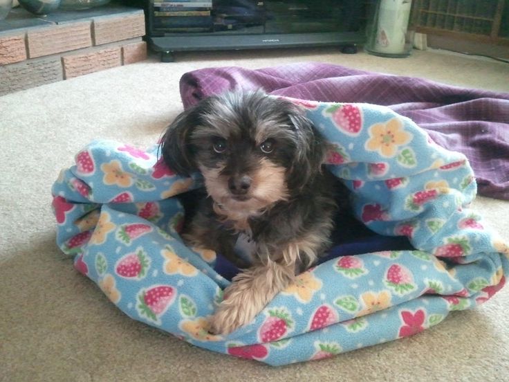 a small dog laying on top of a blanket