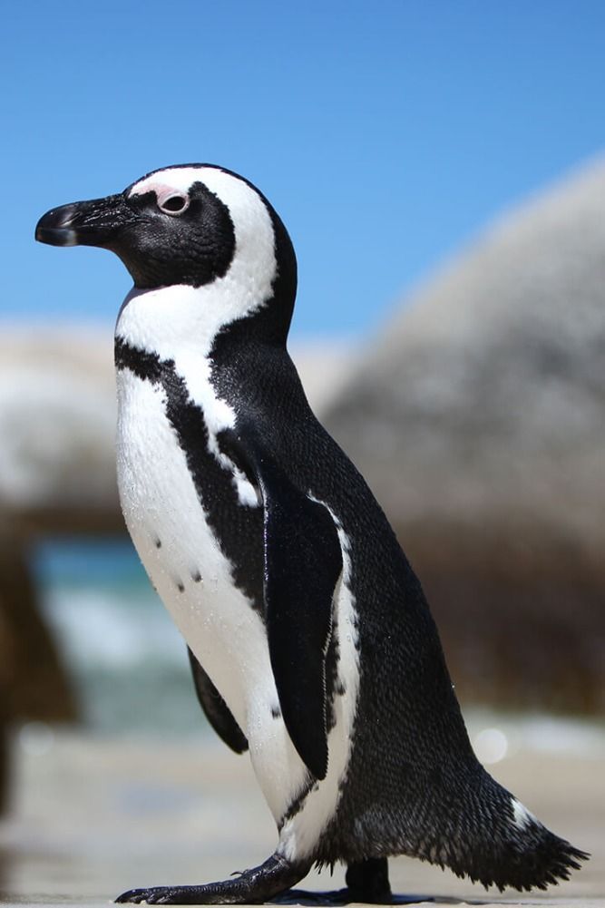 a black and white penguin standing on top of a rock