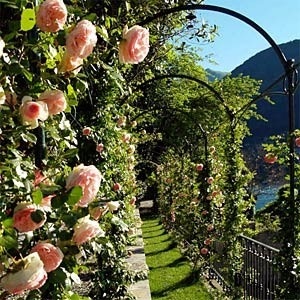 an outdoor garden with roses growing on it