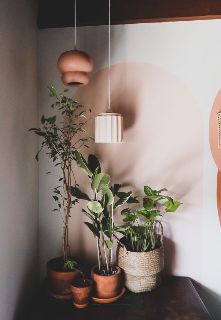 three potted plants sit on a table in front of a wall painted with circles