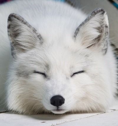 a close up of a sleeping animal with its eyes closed